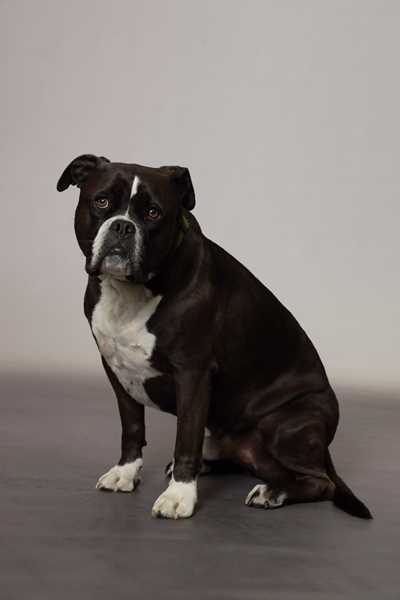 Portrait von Oskar, "Schulhund"