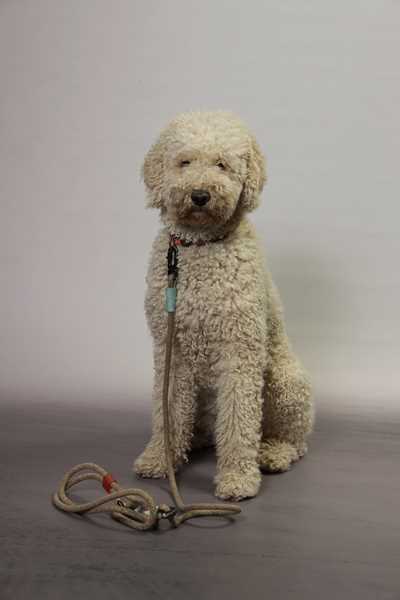 Portrait von Wilma, "Schulhund"